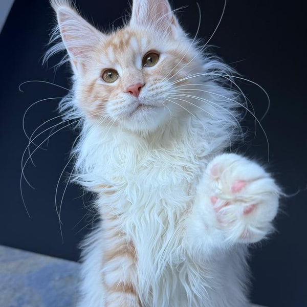 Urfin Maine Coon polydactyl male, red silver with white tabby