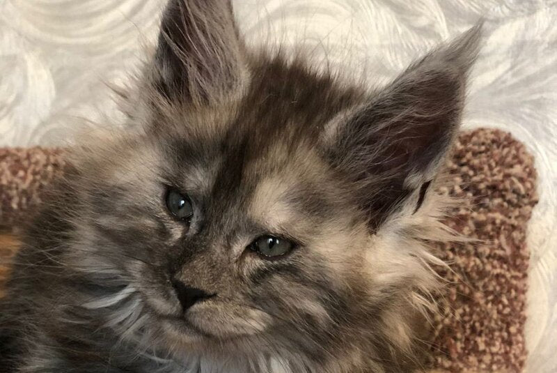Randevu Maine Coon female black silver - live animals