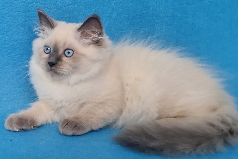 Archie Siberian male black pointed - live animals