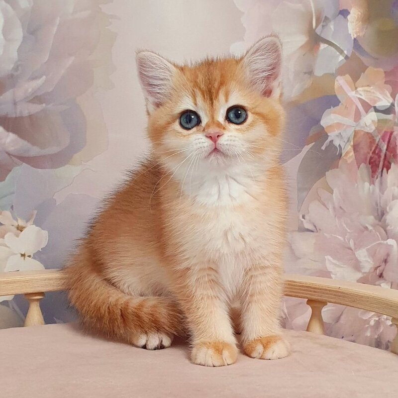 Tryufel'ka British Shorthair female, black golden chinchilla
