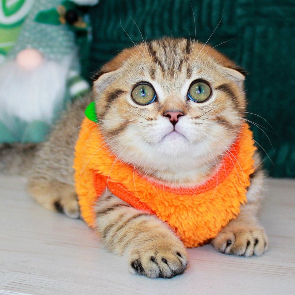 Marcus Munchkin male, chocolate golden spotted tabby