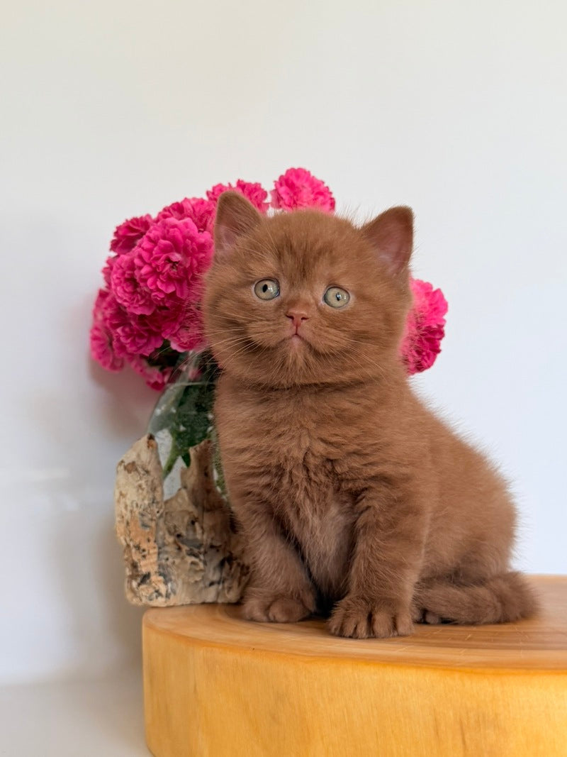Finn British Shorthair male, cinnamon