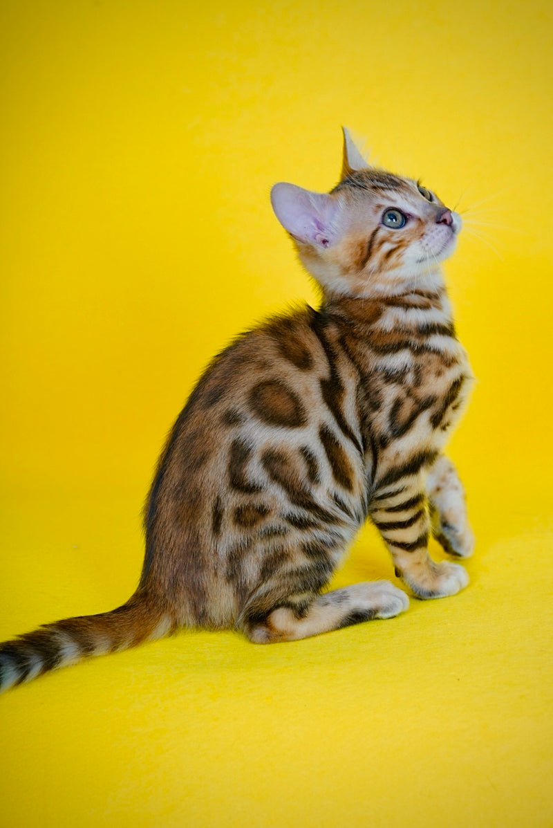 Jayson Bengal male, black spotted tabby
