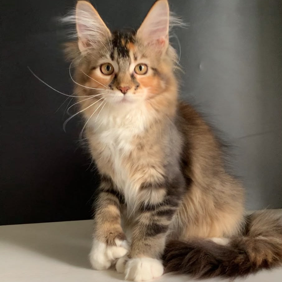 Olivia Maine Coon polydactyl 7x7x6x6 female, black tortie ticked tabby bicolour