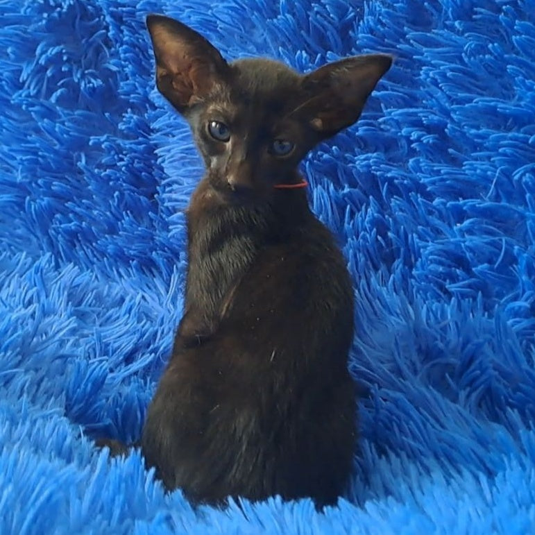 Lord Oriental Shorthair male, black