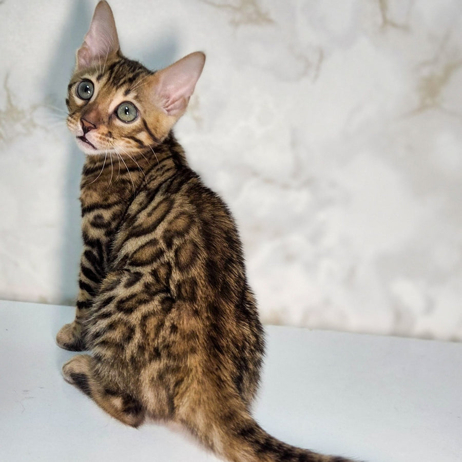King Bengal male, black spotted tabby