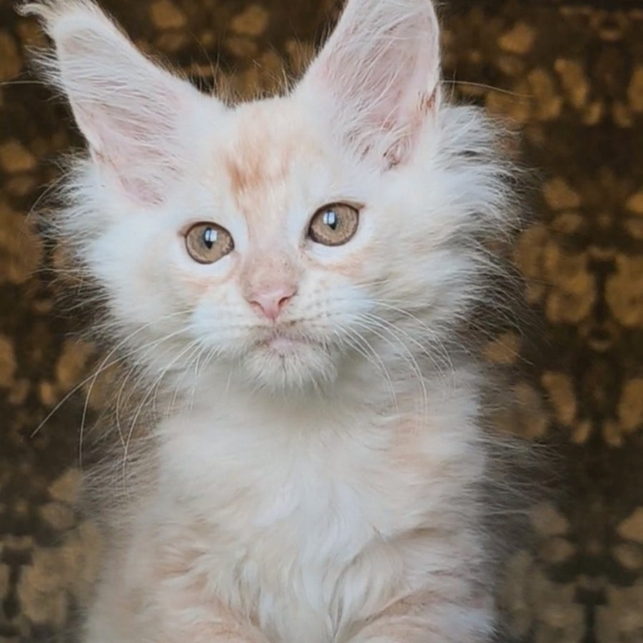 Ilyusha Maine Coon male, cream silver tabby