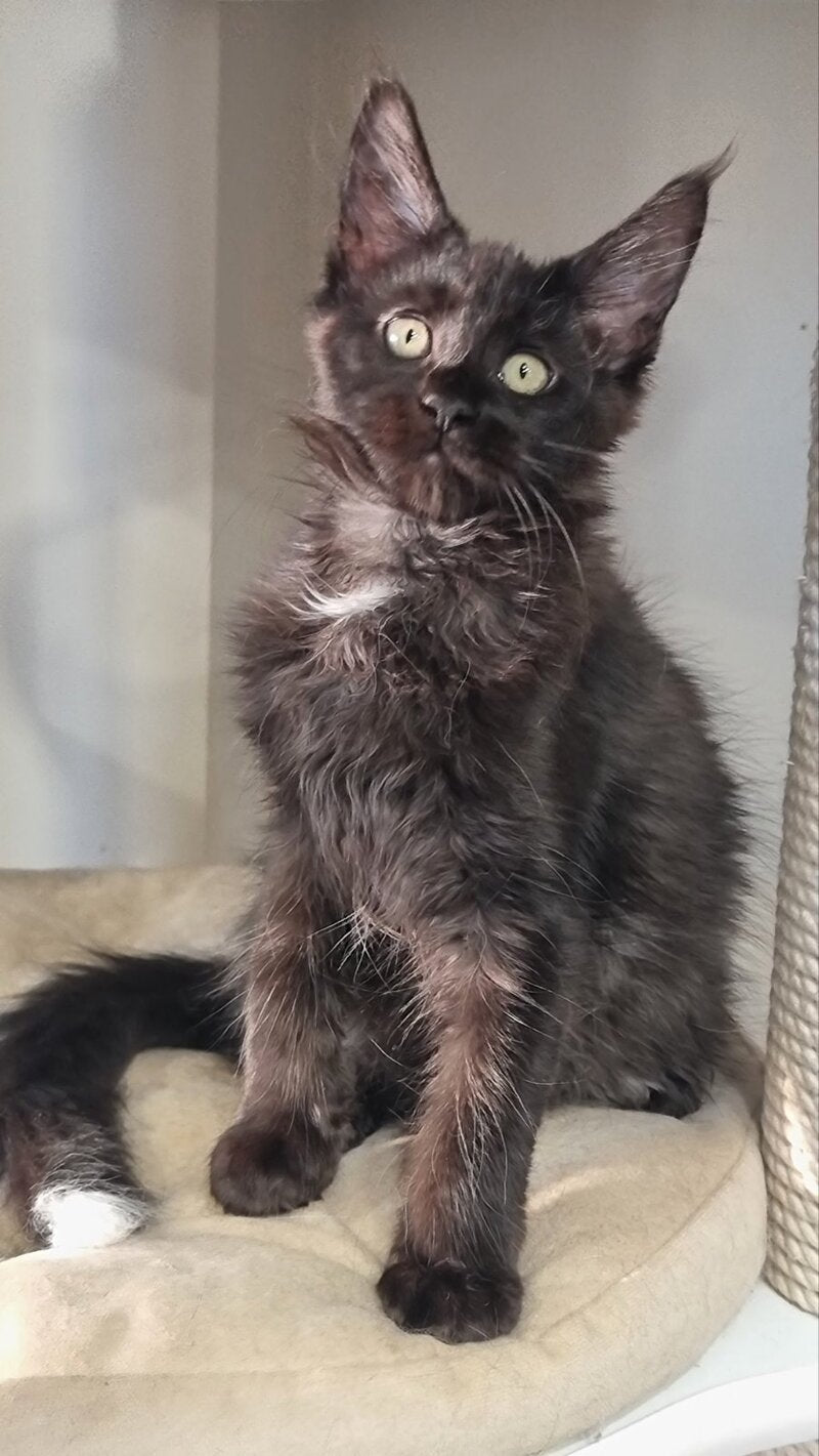 Debora Maine Coon female black with white - live animals