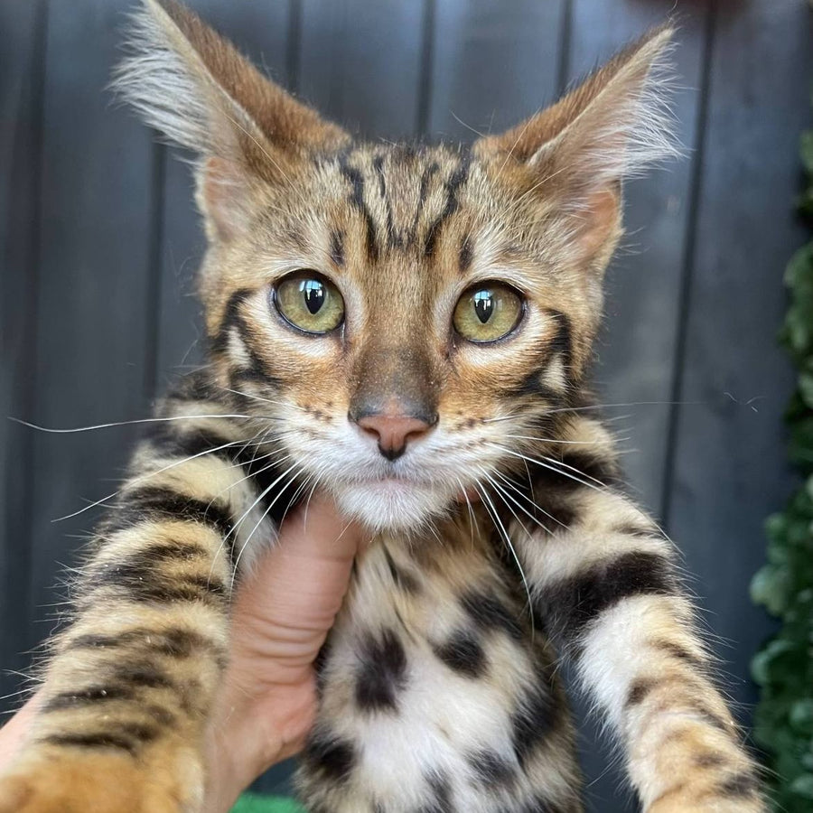 Ugo Toyger male, black tabby