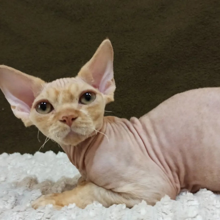 Edgar Devon Rex male, red bicolour tabby