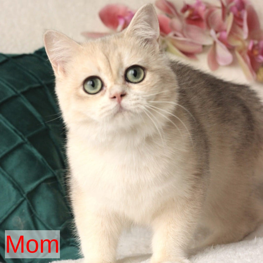 Samuel British Shorthair male, blue golden chinchilla