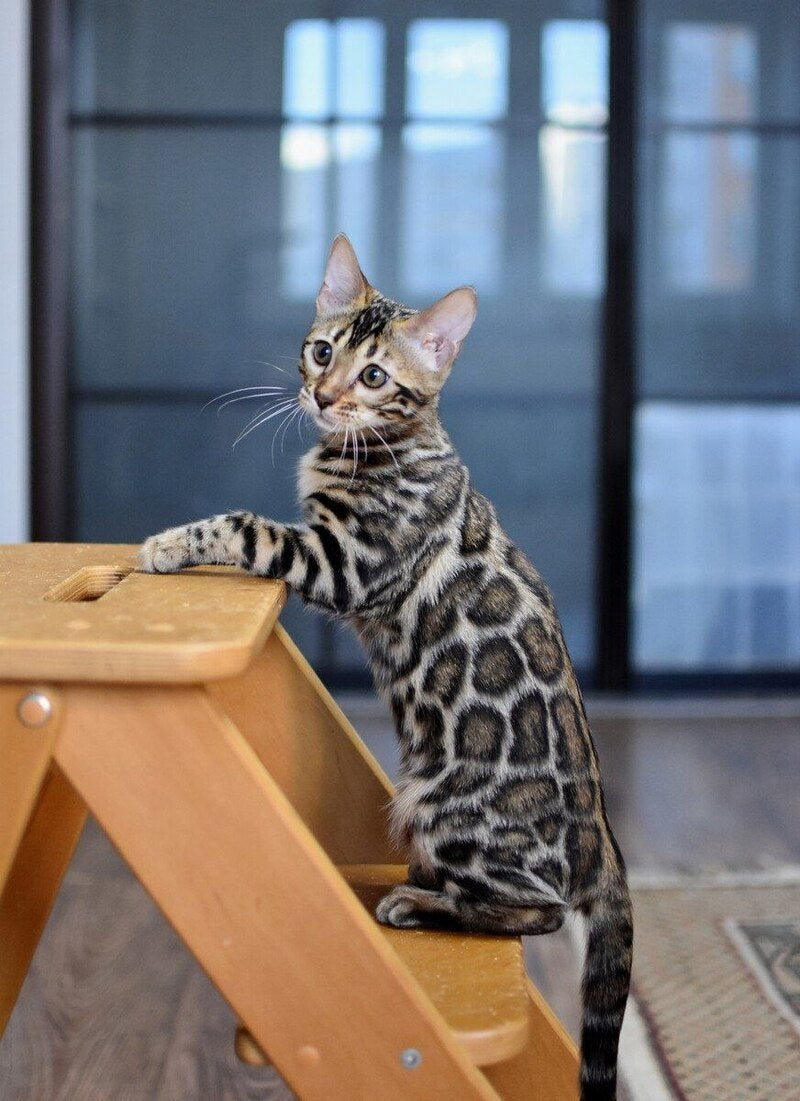 Gera Bengal male black spotted tabby - live animals