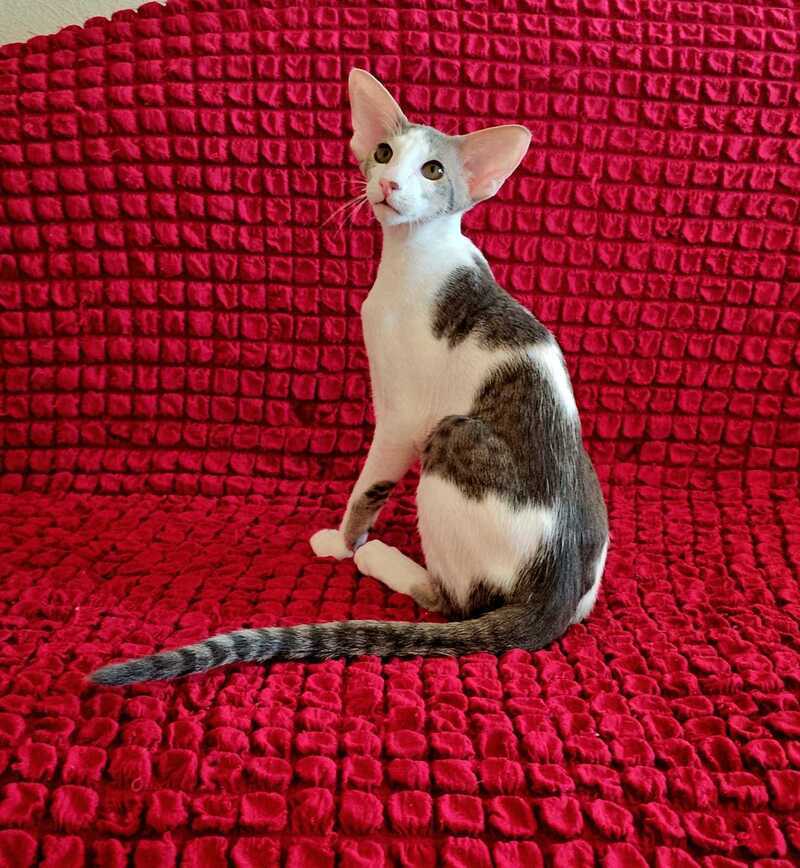 Romeo Oriental Shorthair male blue bicolour spotted tabby - live animals