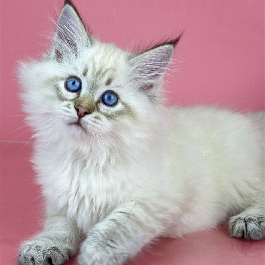 Bastian Siberian male, black tabby pointed bicolour