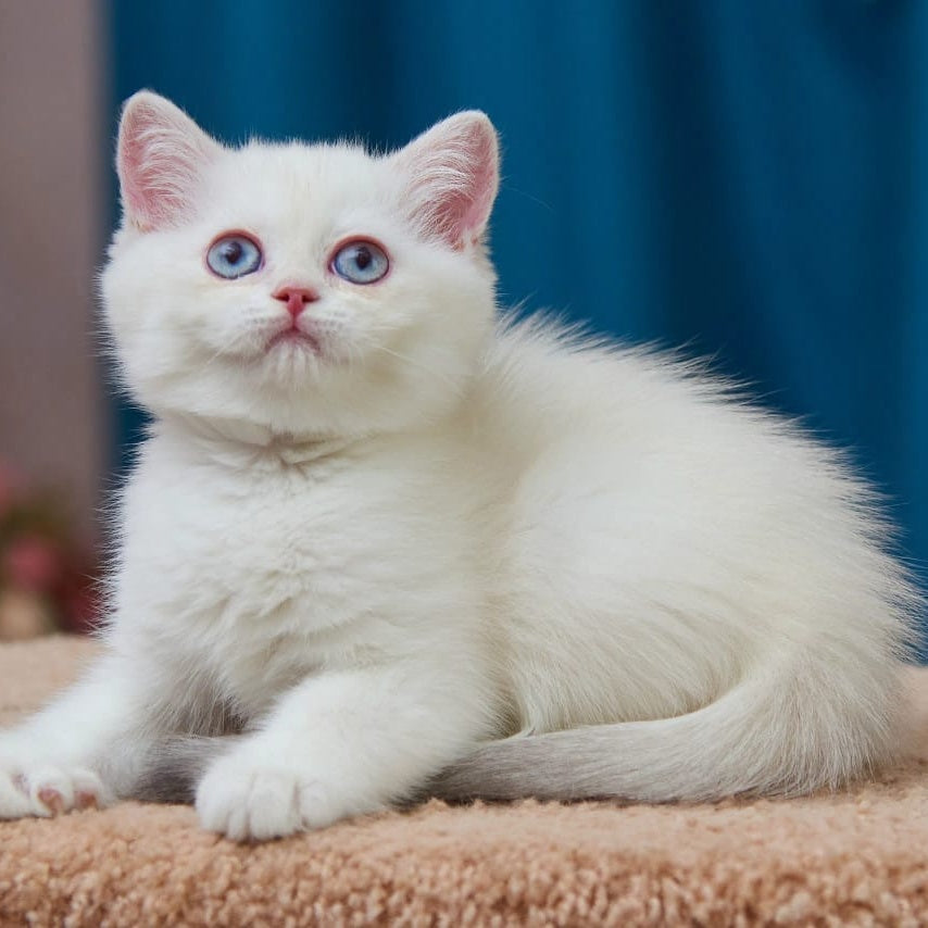 Bella British Shorthair female, blue golden chinchilla pointed