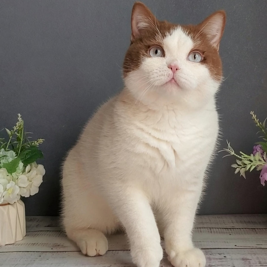 Xariton British Shorthair male, cinnamon bicolour