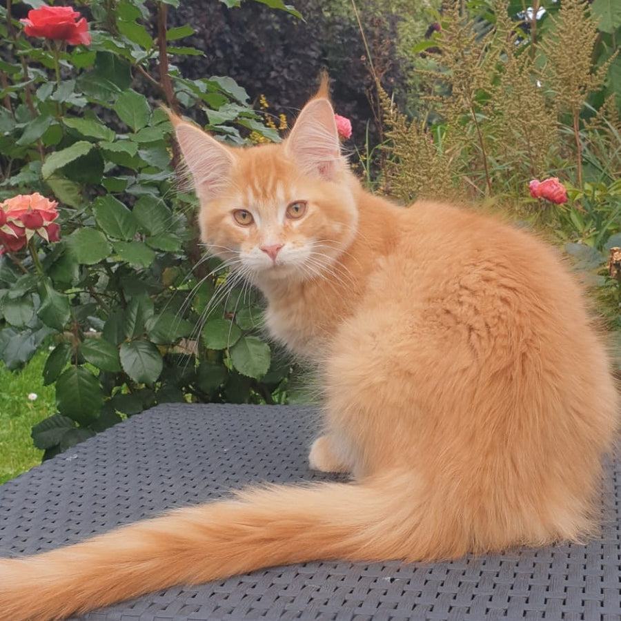 Hugo Maine Coon male, red ticked tabby