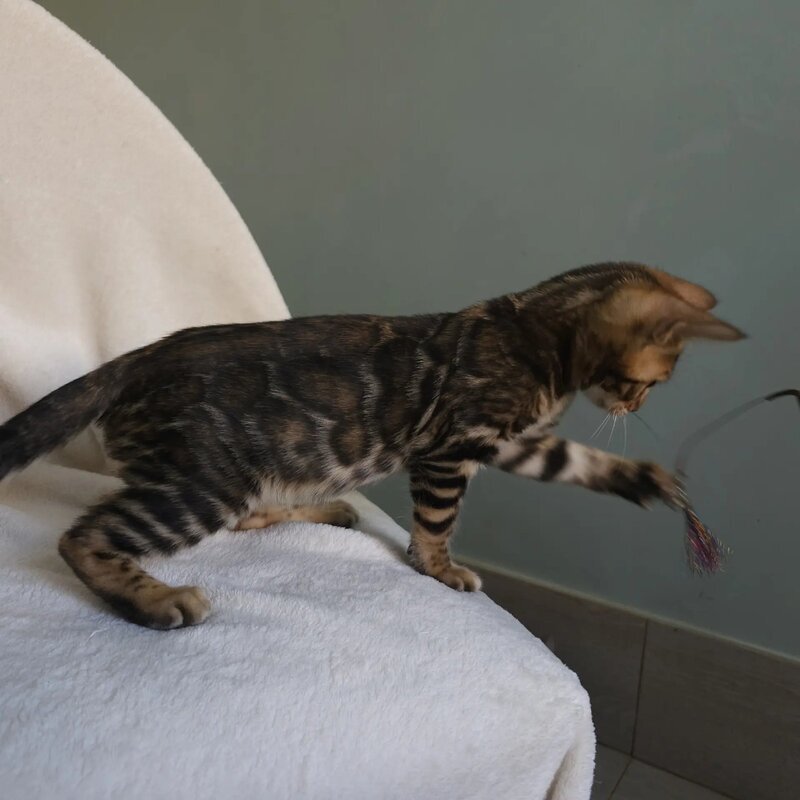 Тango Bengal male black spotted tabby - live animals