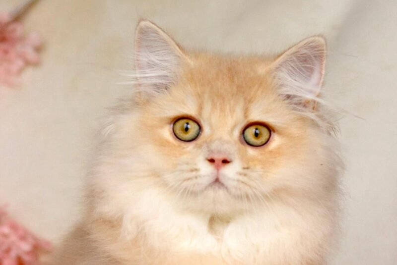 Jazz British Longhair male, cream golden chinchilla