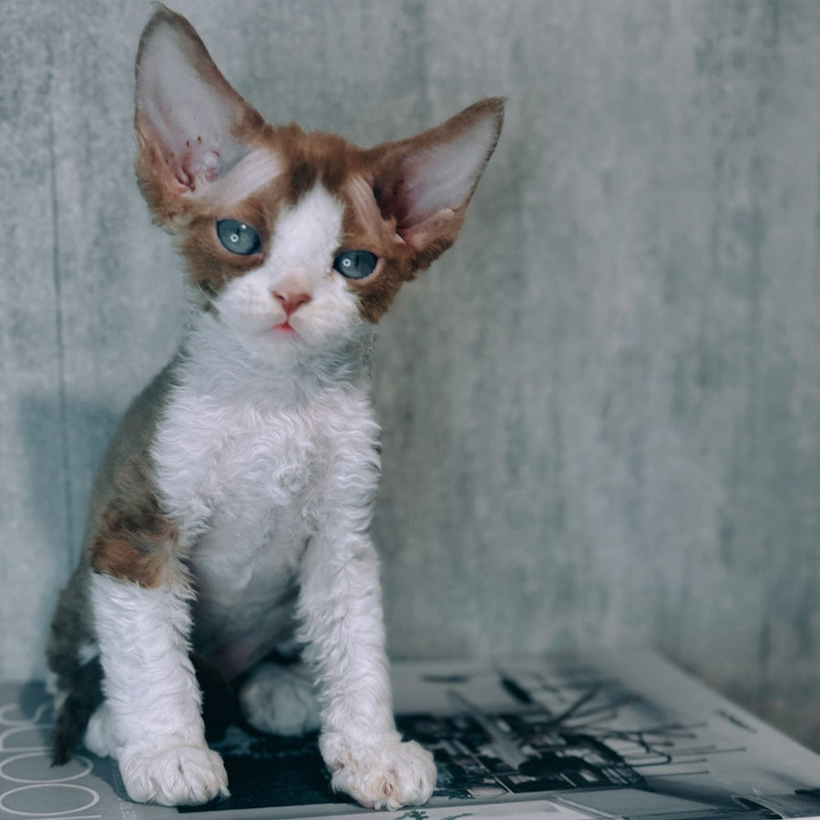 Marcel Devon Rex male, cinnamon bicolour