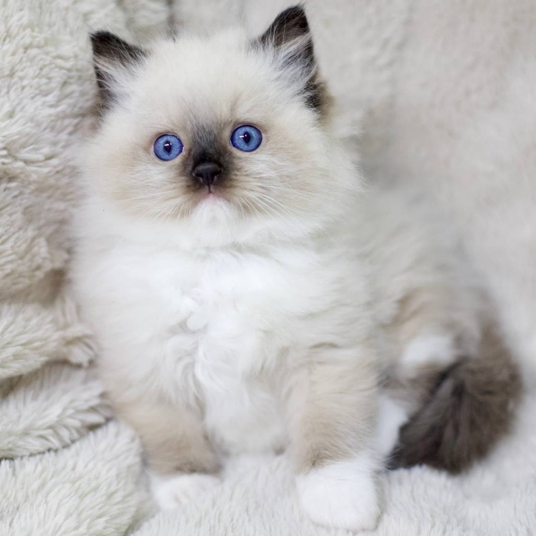 Kingston Ragdoll male, black mitted