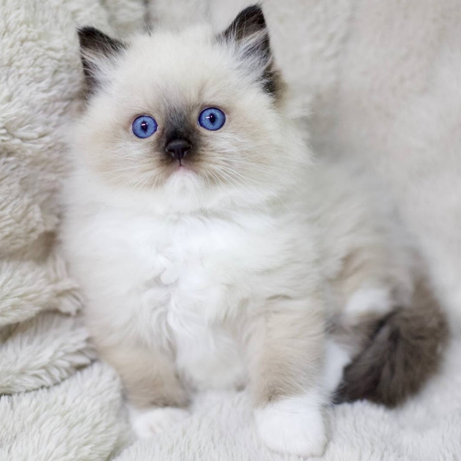 Kingston Ragdoll male, black mitted