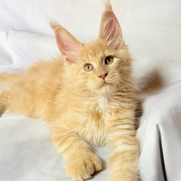 Lazarus Maine Coon polydactyl 6x6x6x6 male, cream silver tabby