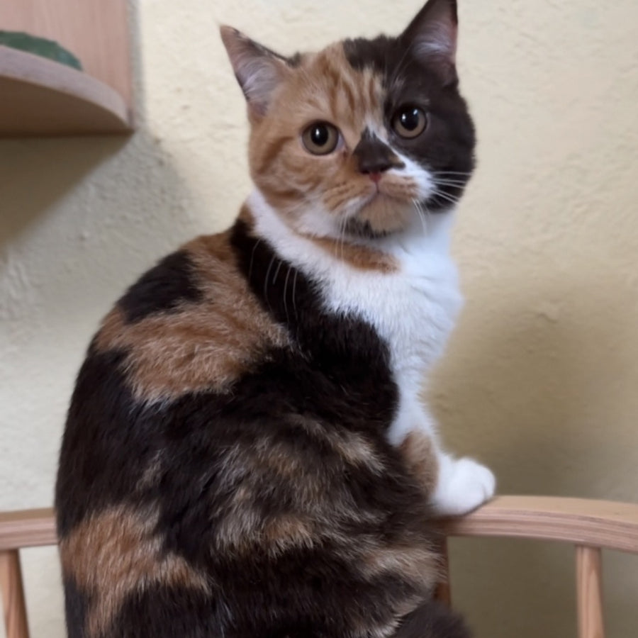 Dream British Shorthair female, chocolate tortie bicolour
