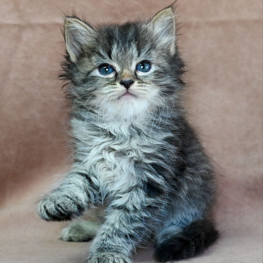 Jive Siberian male, black spotted tabby