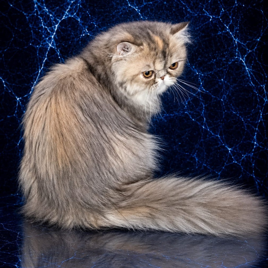 Olivia Persian female, blue tortie