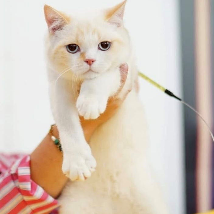 Leandro British Shorthair male, red pointed bicolour