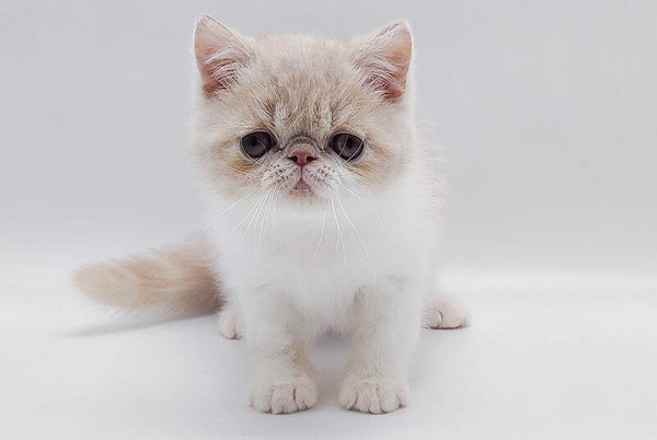 Momo Exotic male cream bicolour - live animals