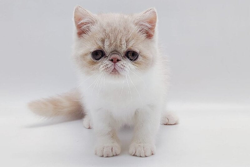 Momo Exotic male cream bicolour - live animals