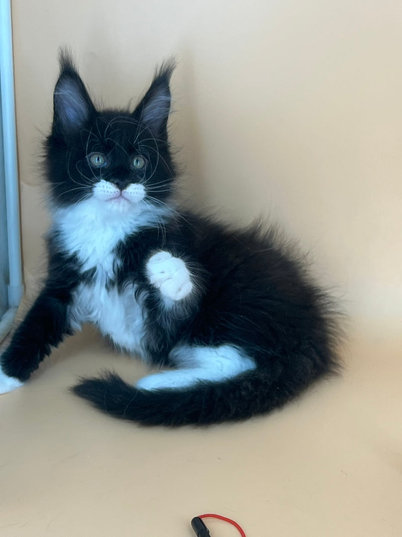 Betmann Maine Coon male, black bicolour