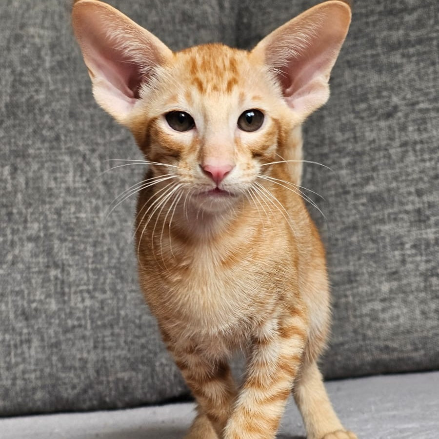 Vegas Oriental Shorthair male, red spotted tabby