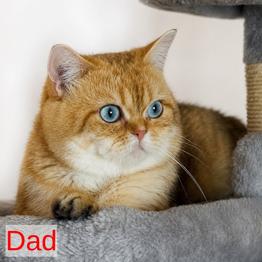 Jasmine British Longhair female, black golden spotted tabby