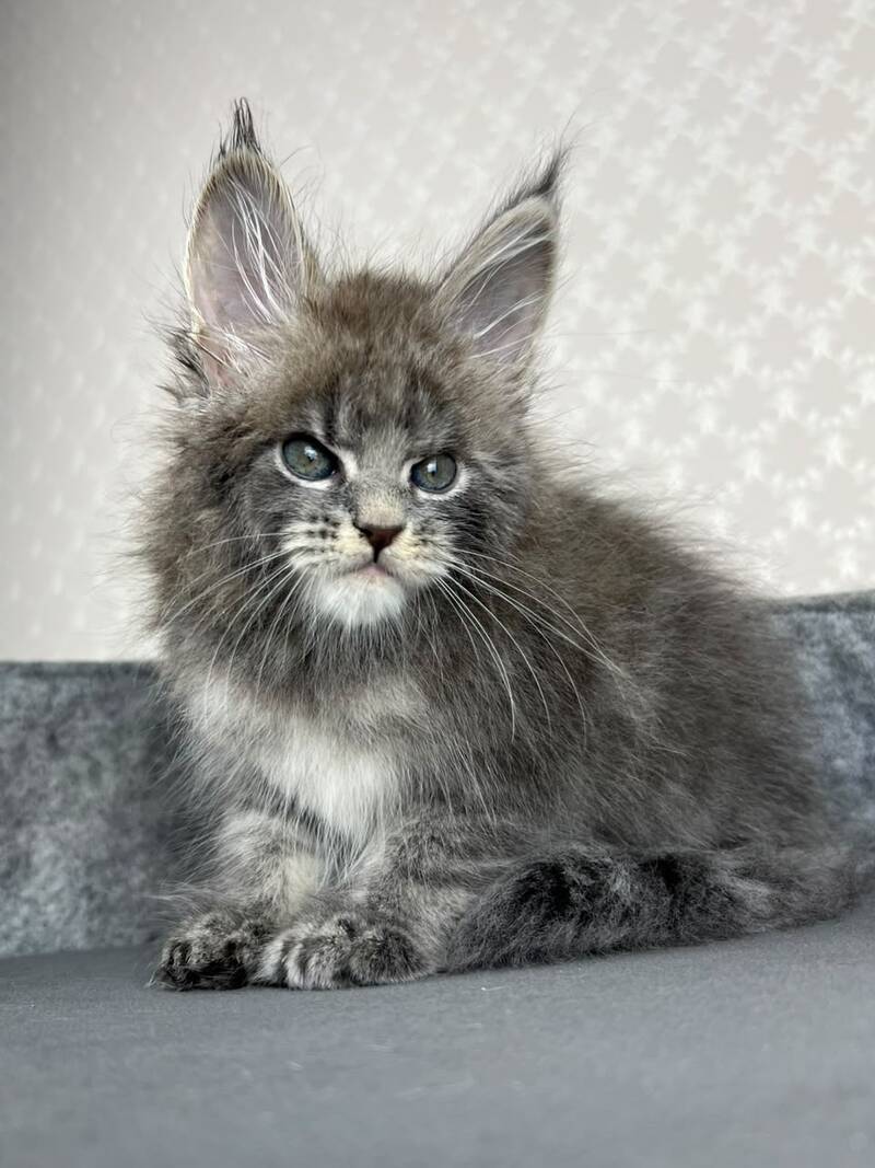 Paradise Maine Coon male, blue tabby