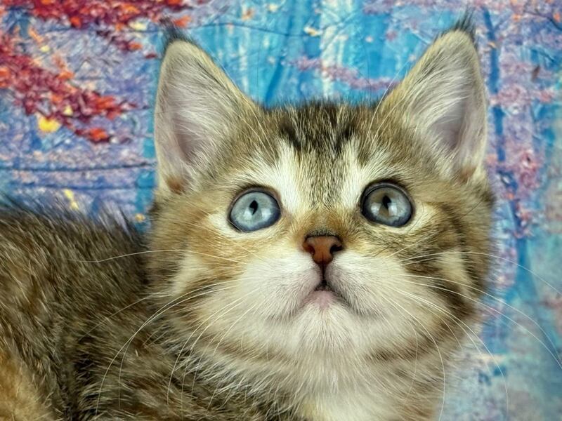 Zlata Munchkin female, black tortie spotted tabby with white