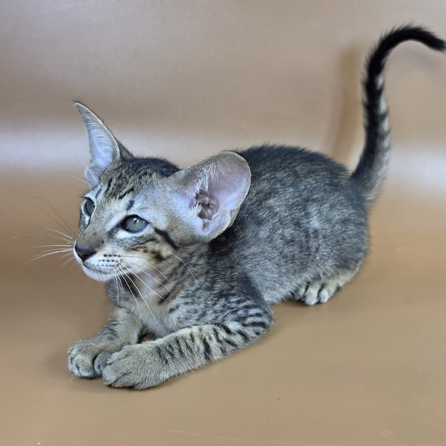 Yvette Oriental Shorthair female, black spotted tabby