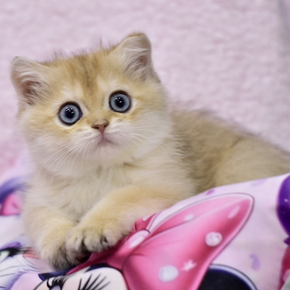 Gaby British Shorthair female, black golden shaded