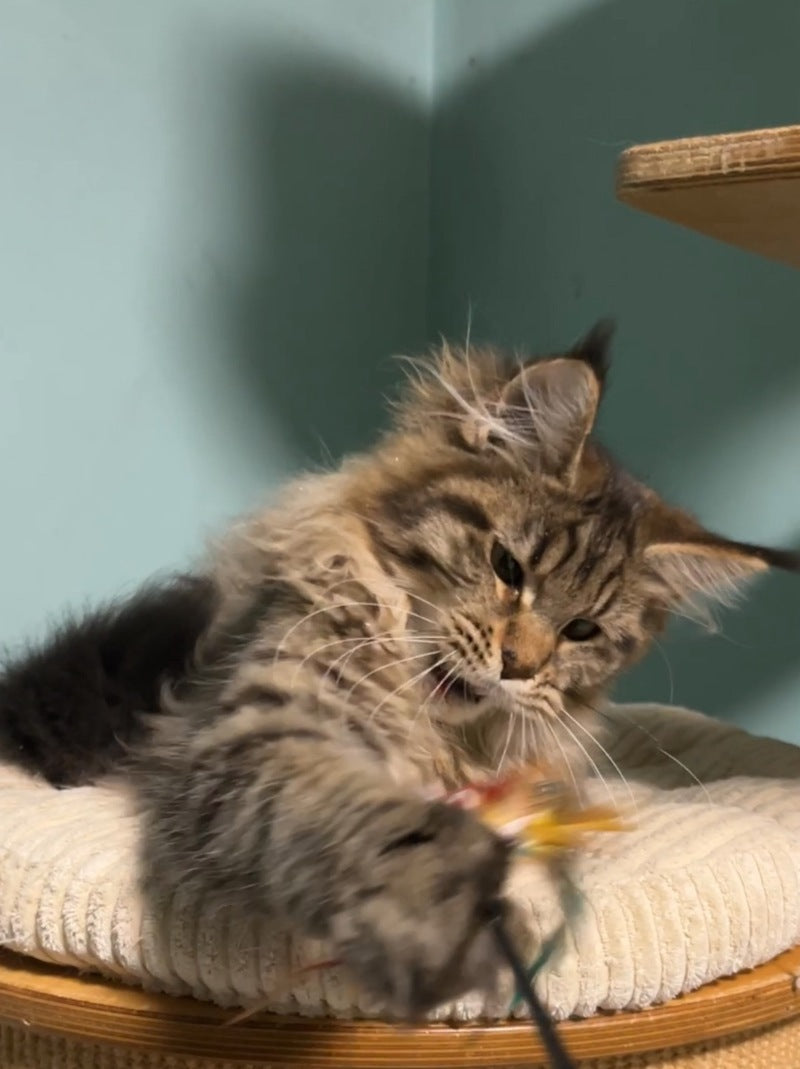 Yolanda Maine Coon female, black spotted tabby