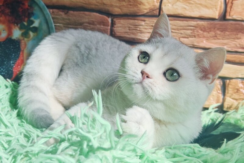 Stefan British Shorthair male, black silver shaded