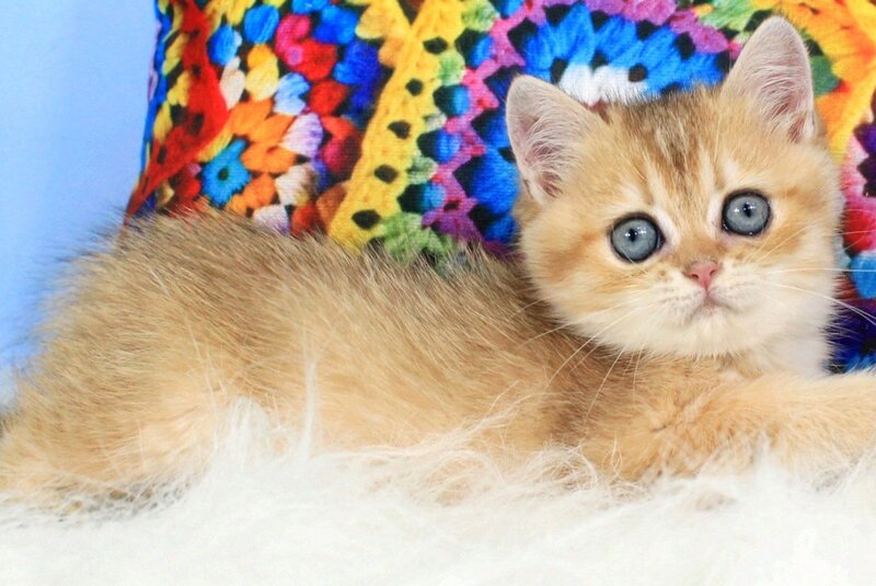 Raphael British Shorthair male, black golden shaded