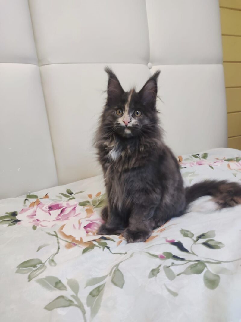 Enigma Maine Coon polydactyl female, blue tortie with white