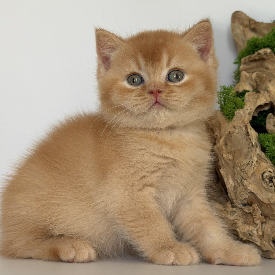 Gio British Shorthair male, red