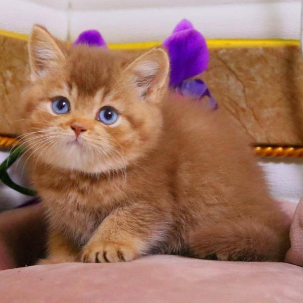 Patens British Shorthair male, cinnamon ticked tabby