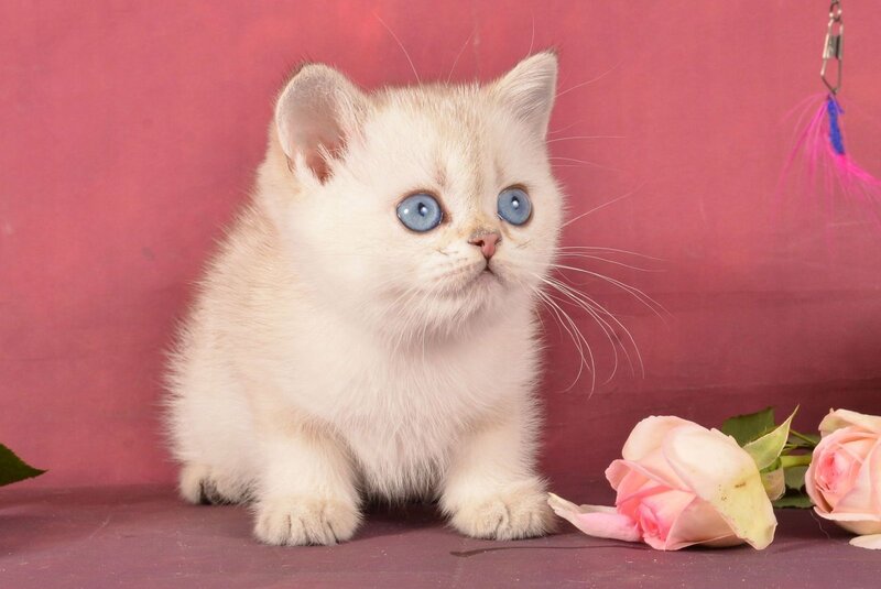 Princess Scottish Straight female, black golden ticked tabby pointed
