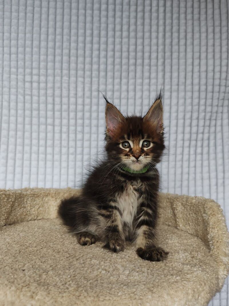 Mateo Maine Coon male, black tabby