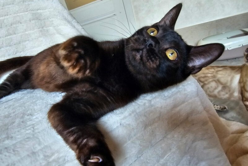 Poker Bengal male, black