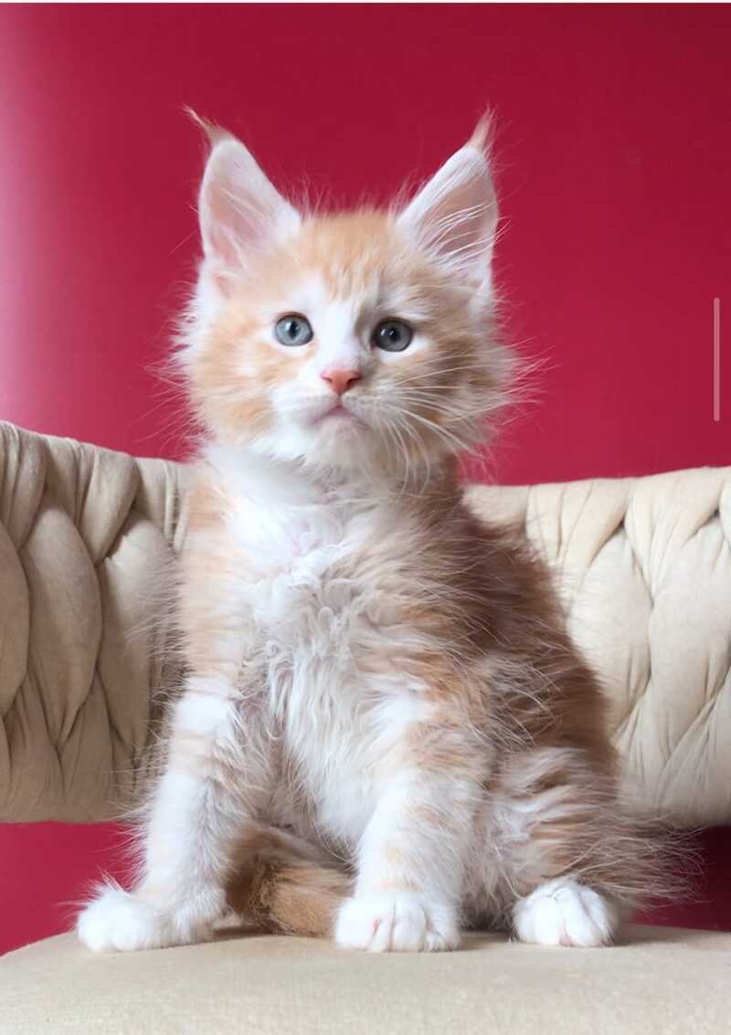 Yogurt Maine Coon male red silver tabby bicolour - live animals